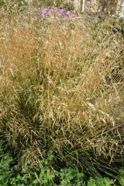 Deschampsia cespitosa 'Palava'