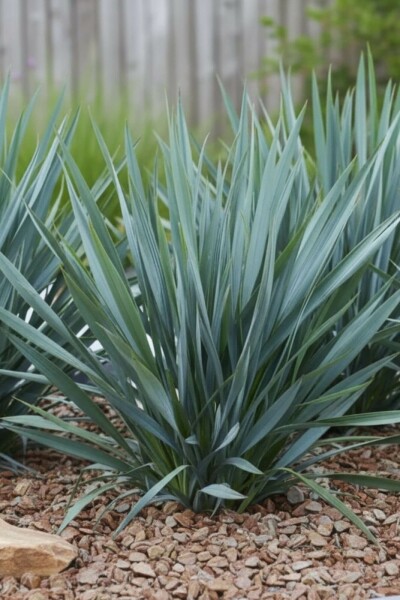 Dianella 'Blue Stream'