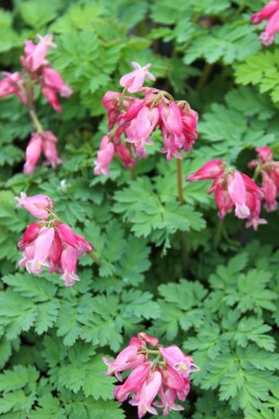 Dicentra formosa 'Luxuriant'
