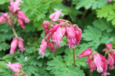 Dicentra formosa 'Luxuriant'