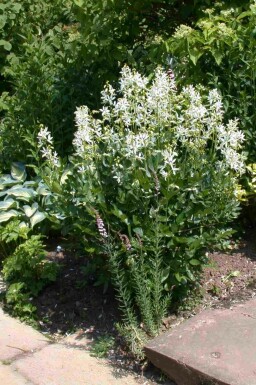 Dictamnus albus 'Albiflorus'