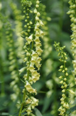 Vingerhoedskruid Digitalis lutea 5-10 pot P9 Digitalis lutea