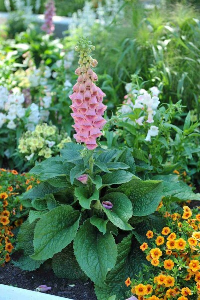 Digitalis 'Mertonensis'
