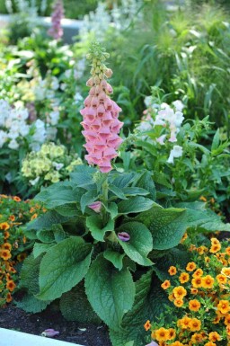 Digitalis 'Mertonensis'