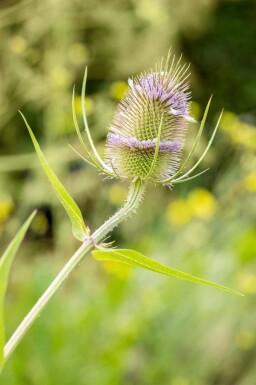 Grote kaardebol Dipsacus fullonum 5-10 pot P9 Dipsacus fullonum