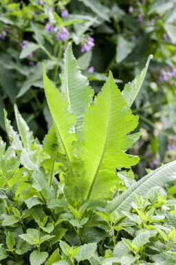 Grote kaardebol Dipsacus fullonum 5-10 pot P9 Dipsacus fullonum