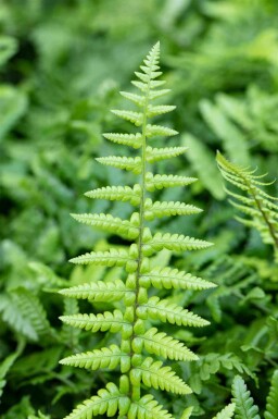 Brede stekelvaren Dryopteris affinis 5-10 pot P9 Dryopteris affinis