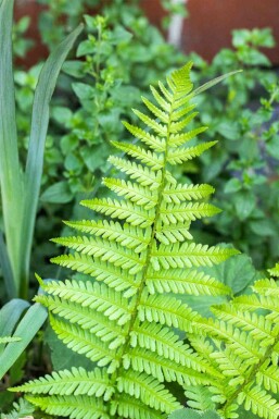Brede stekelvaren Dryopteris affinis 5-10 pot P9 Dryopteris affinis