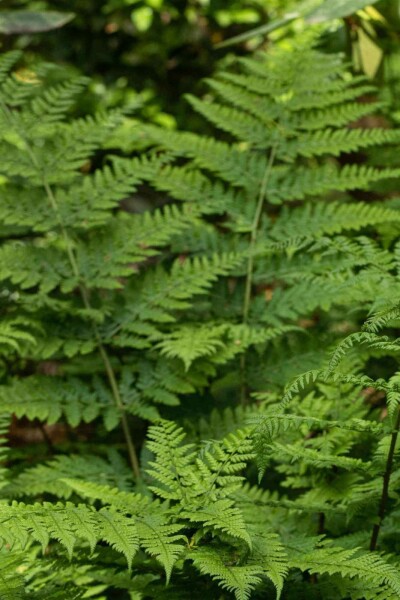 Bosvaren Dryopteris dilatata 5-10 pot P9 Dryopteris dilatata