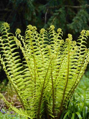 Schubvaren Dryopteris wallichiana 5-10 pot P9 Dryopteris wallichiana