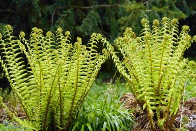 Schubvaren Dryopteris wallichiana 5-10 pot P9 Dryopteris wallichiana