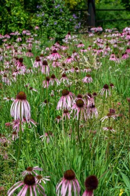Echinacea pallida