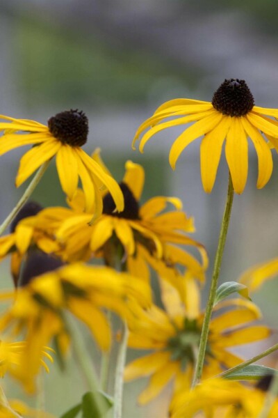 Echinacea paradoxa