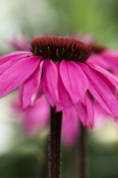 Echinacea purpurea 'Rubinstern'