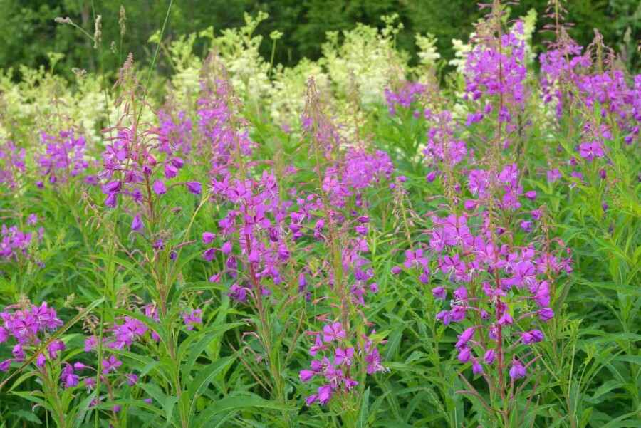 Wilgenroosje Epilobium angustifolium 5-10 pot P9 Epilobium angustifolium