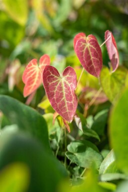 Epimedium versicolor 'Sulphureum'