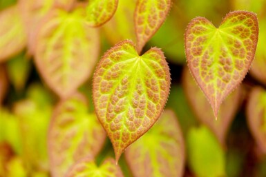 Elfenbloem Epimedium versicolor 'Sulphureum' 5-10 pot P9 Epimedium versicolor 'Sulphureum'