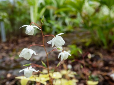 Epimedium youngianum 'Niveum'