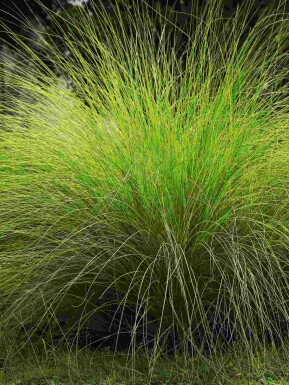 Eragrostis curvula