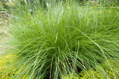 Eragrostis curvula