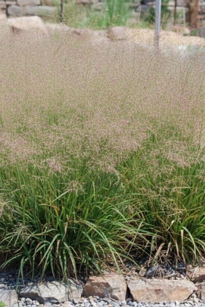 Lampenpoetsersgras Eragrostis spectabilis 5-10 pot P9 Eragrostis spectabilis