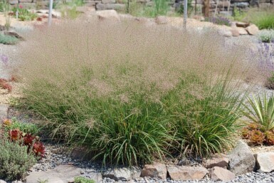 Lampenpoetsersgras Eragrostis spectabilis 5-10 pot P9 Eragrostis spectabilis