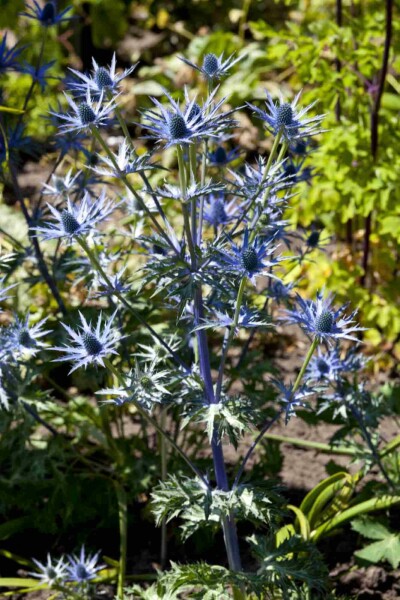 Blauwe zeedistel Eryngium bourgatii 5-10 pot P9 Eryngium bourgatii