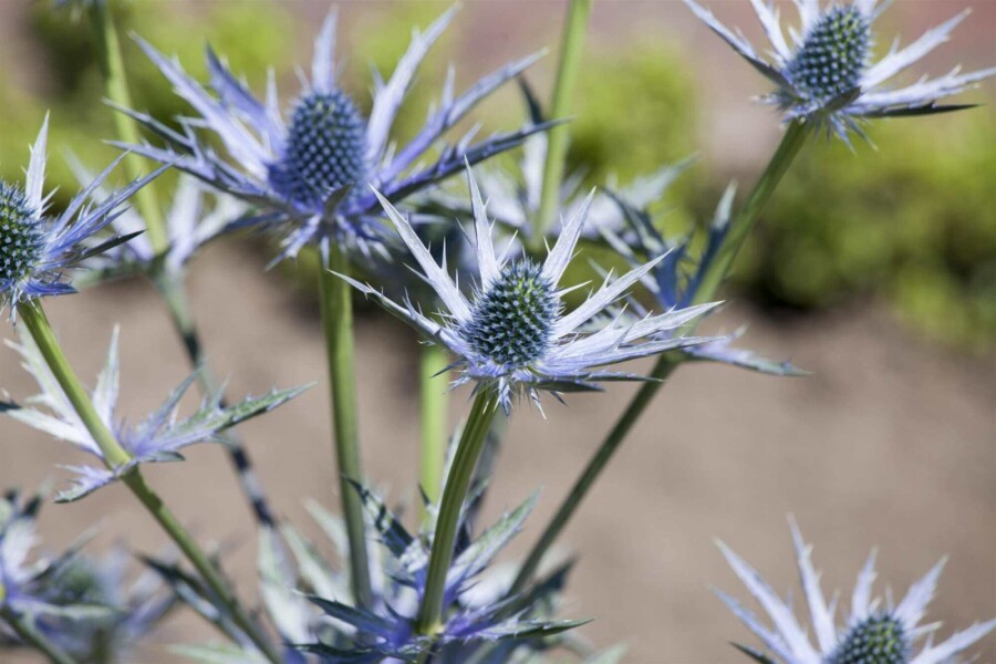 Blauwe zeedistel Eryngium bourgatii 5-10 pot P9 Eryngium bourgatii