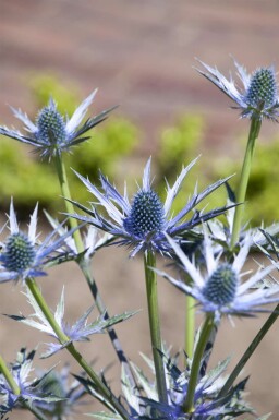 Blauwe zeedistel Eryngium bourgatii 5-10 pot P9 Eryngium bourgatii