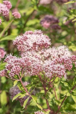 Koninginnekruid Eupatorium cannabinum 5-10 pot P9 Eupatorium cannabinum