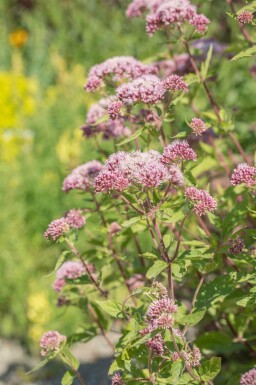 Koninginnekruid Eupatorium cannabinum 5-10 pot P9 Eupatorium cannabinum