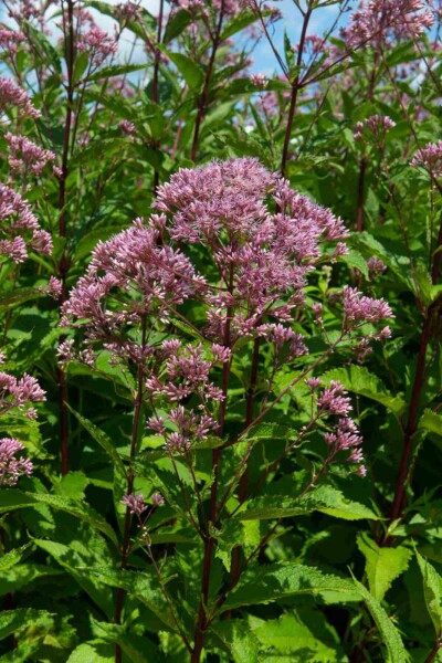 Koninginnekruid Eupatorium maculatum 'Purple Bush' 5-10 pot P9 Eupatorium maculatum 'Purple Bush'