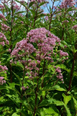 Koninginnekruid Eupatorium maculatum 'Purple Bush' 5-10 pot P9 Eupatorium maculatum 'Purple Bush'