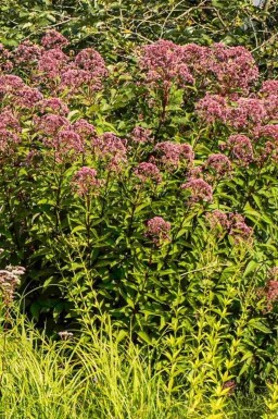Koninginnekruid Eupatorium purpureum 5-10 pot P9 Eupatorium purpureum