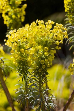 Wolfsmelk Euphorbia characias ssp. 'wulfenii' 5-10 pot P9 Euphorbia characias ssp. 'wulfenii'