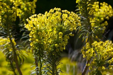 Euphorbia characias ssp. 'wulfenii'