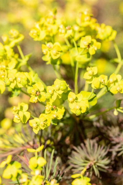 Euphorbia cyparissias 'Fens Ruby'