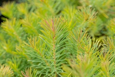 Euphorbia cyparissias 'Fens Ruby'