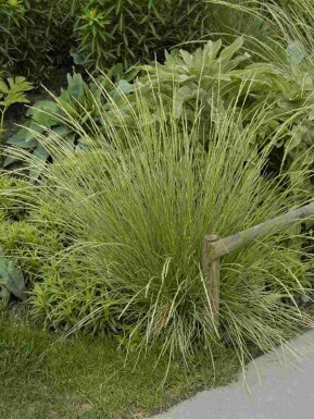 Festuca mairei