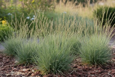 Zwenkgras Festuca ovina 5-10 pot P9 Festuca ovina