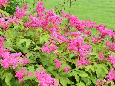Filipendula purpurea