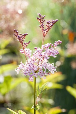 Filipendula rubra 'Venusta'