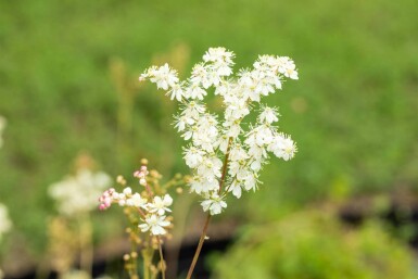 Filipendula ulmaria