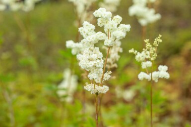 Filipendula ulmaria