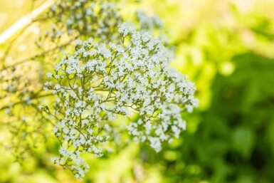 Filipendula ulmaria