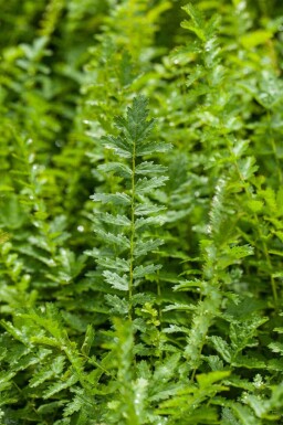 Filipendula vulgaris