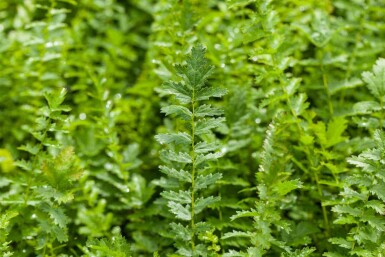 Filipendula vulgaris