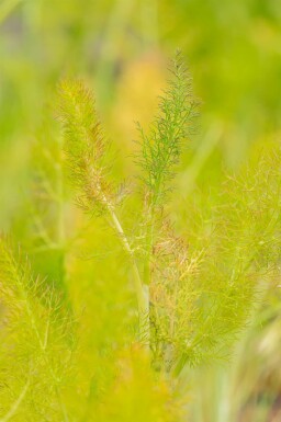 Venkel Foeniculum vulgare 5-10 pot P9 Foeniculum vulgare