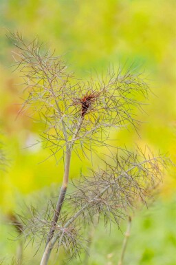 Venkel Foeniculum vulgare 'Purpureum' 5-10 pot P9 Foeniculum vulgare 'Purpureum'
