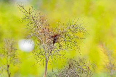 Venkel Foeniculum vulgare 'Purpureum' 5-10 pot P9 Foeniculum vulgare 'Purpureum'